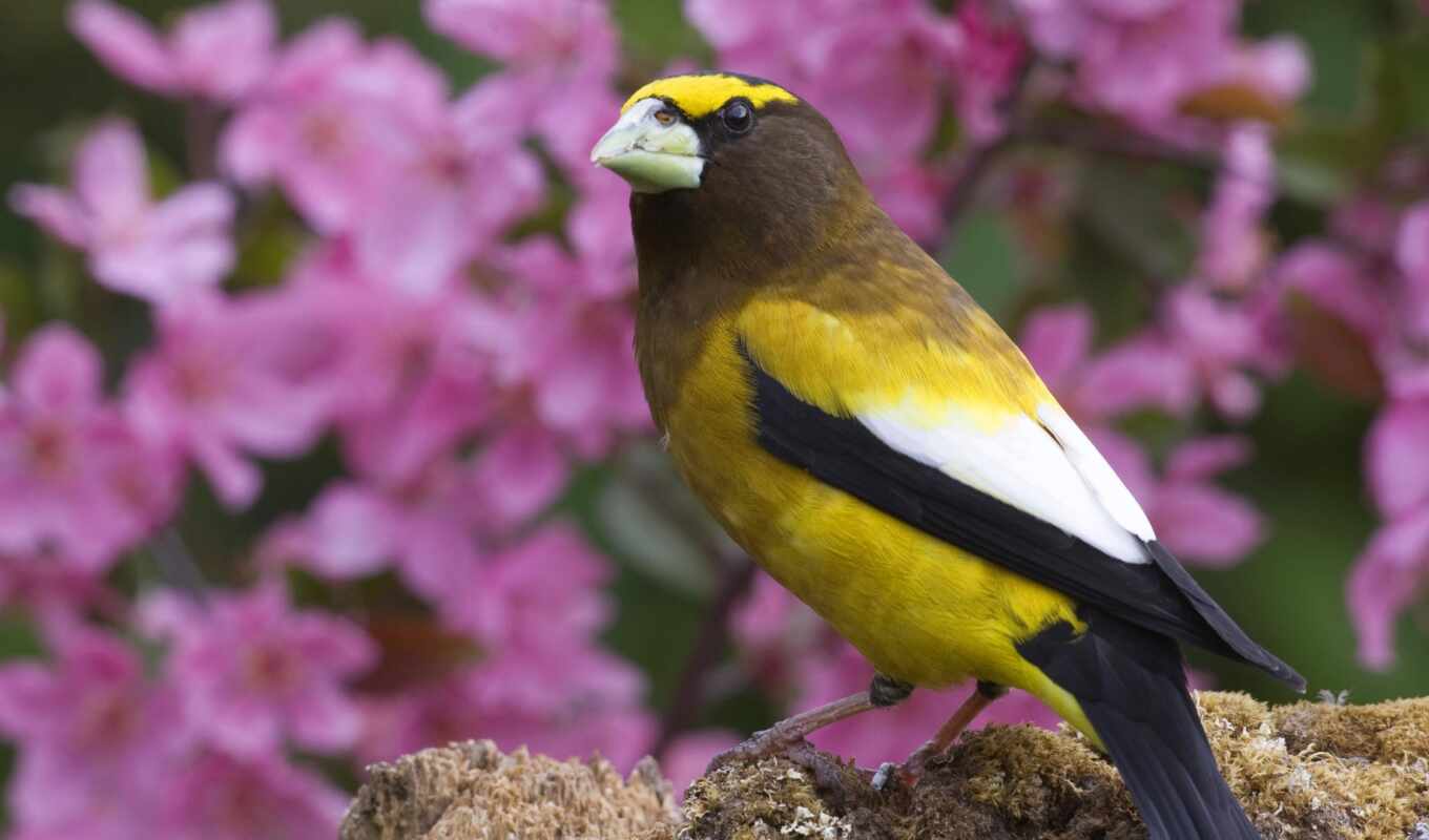 flowers, bird, beautiful, yellow, pofoto, poknok