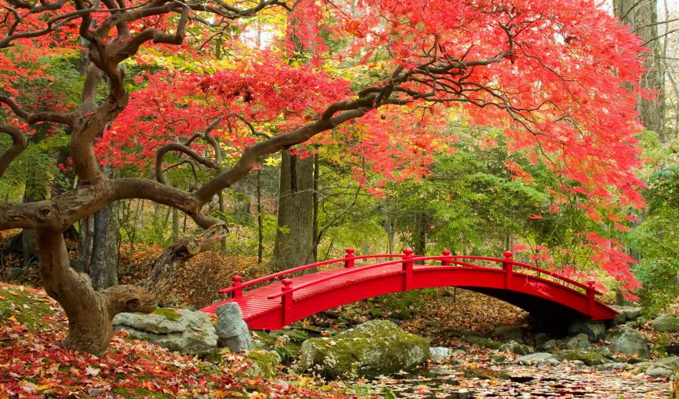 мост, japanese, garden, пасть, park, парке, fp, японском, фотообои