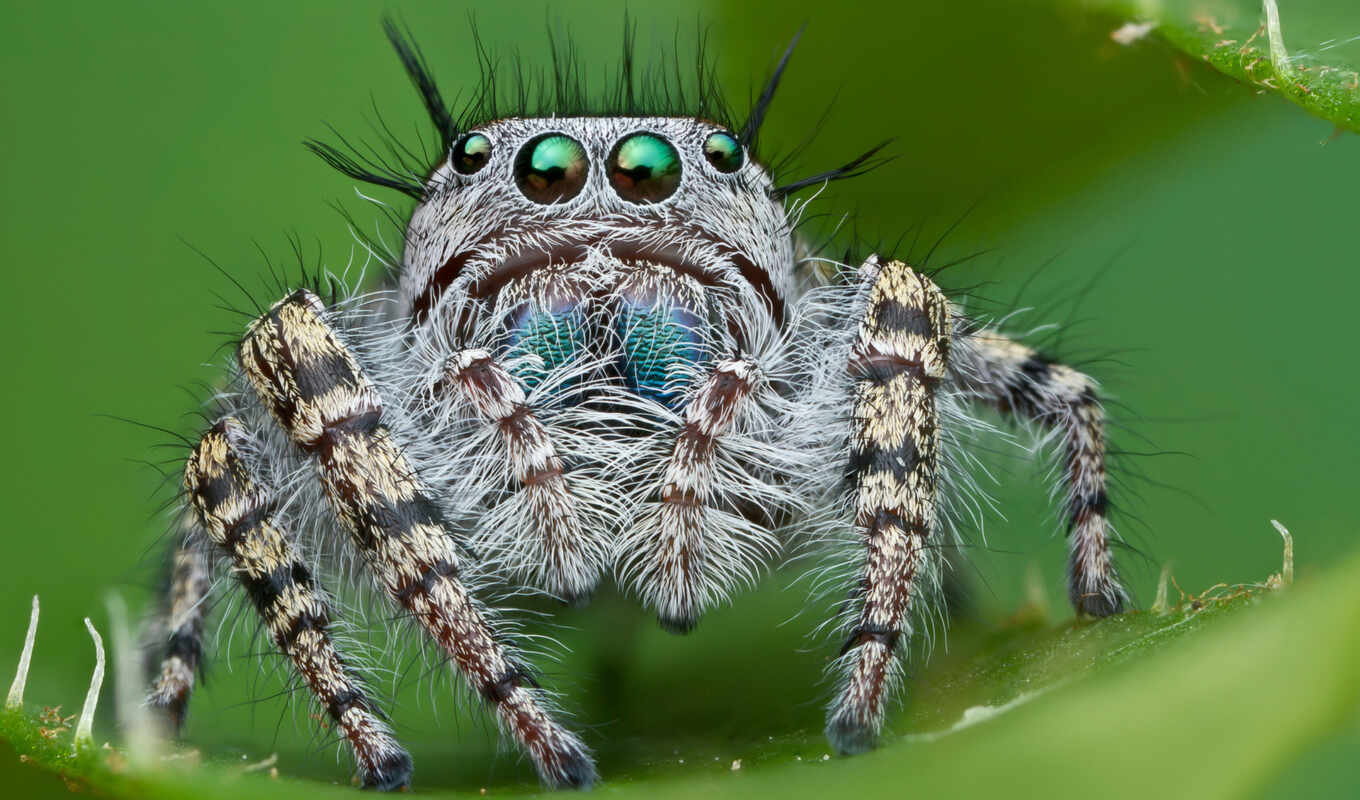 картинку, красивые, сидит, смотрит, паук, пауки, джапер, hdri, zhivotnye, насекомые, скакуны