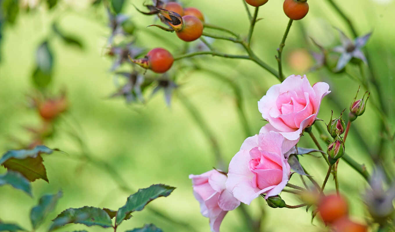 flowers, rose, sheet, garden, pink, branch, leaf, berry, rosehip, plod