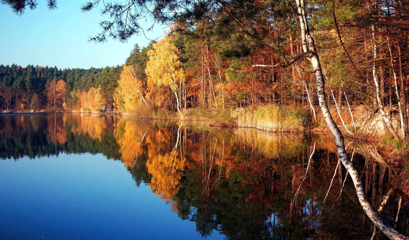 lake, nature, tree, autumn, side, device