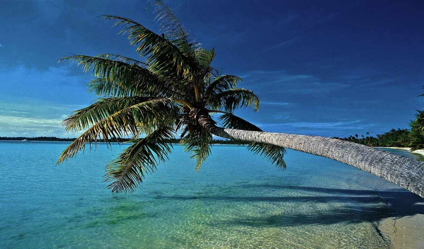 море, palm, samsing