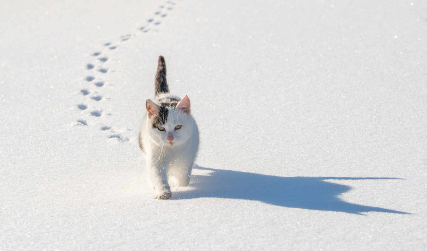 weather, snow, walk, cat, Dnipro