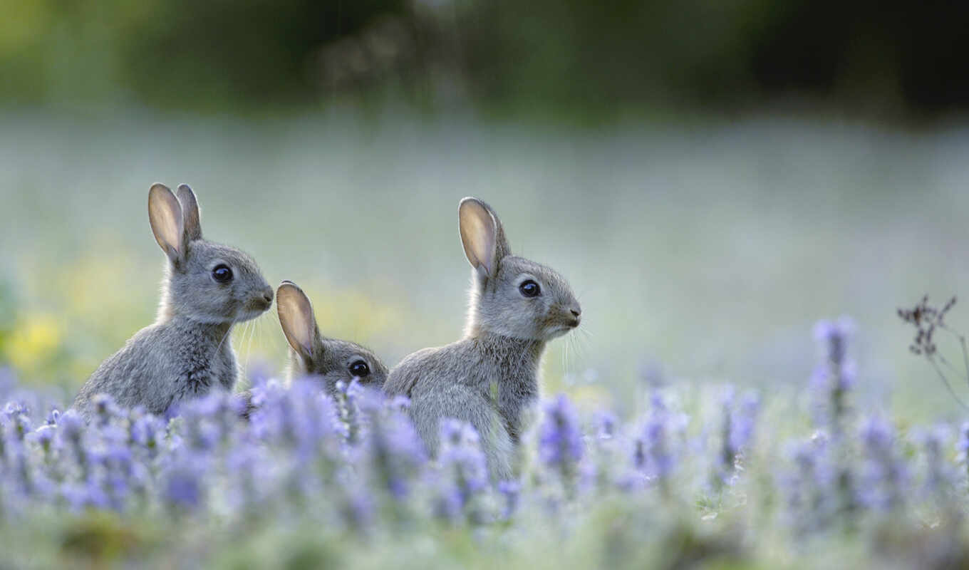 pic, rabbit, hare