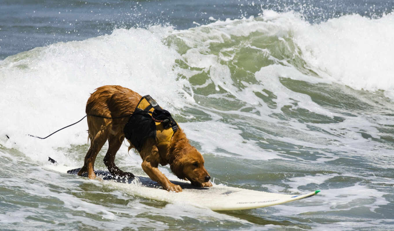 собака, июня, золотистый, собаки, сёрфинг, ретривера, фотография, английского