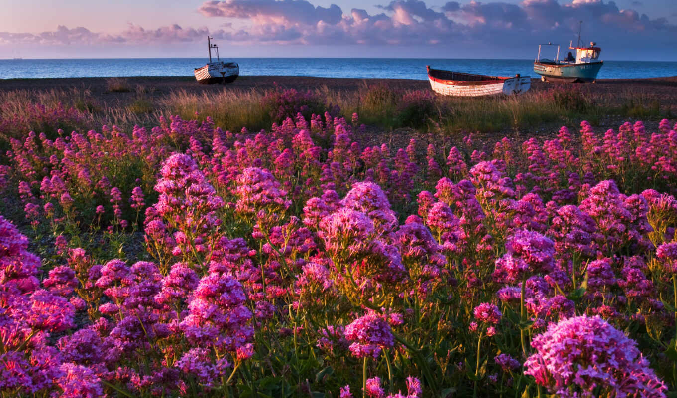 nature, sky, flowers, grass, sea, coast, spring, martha, boats