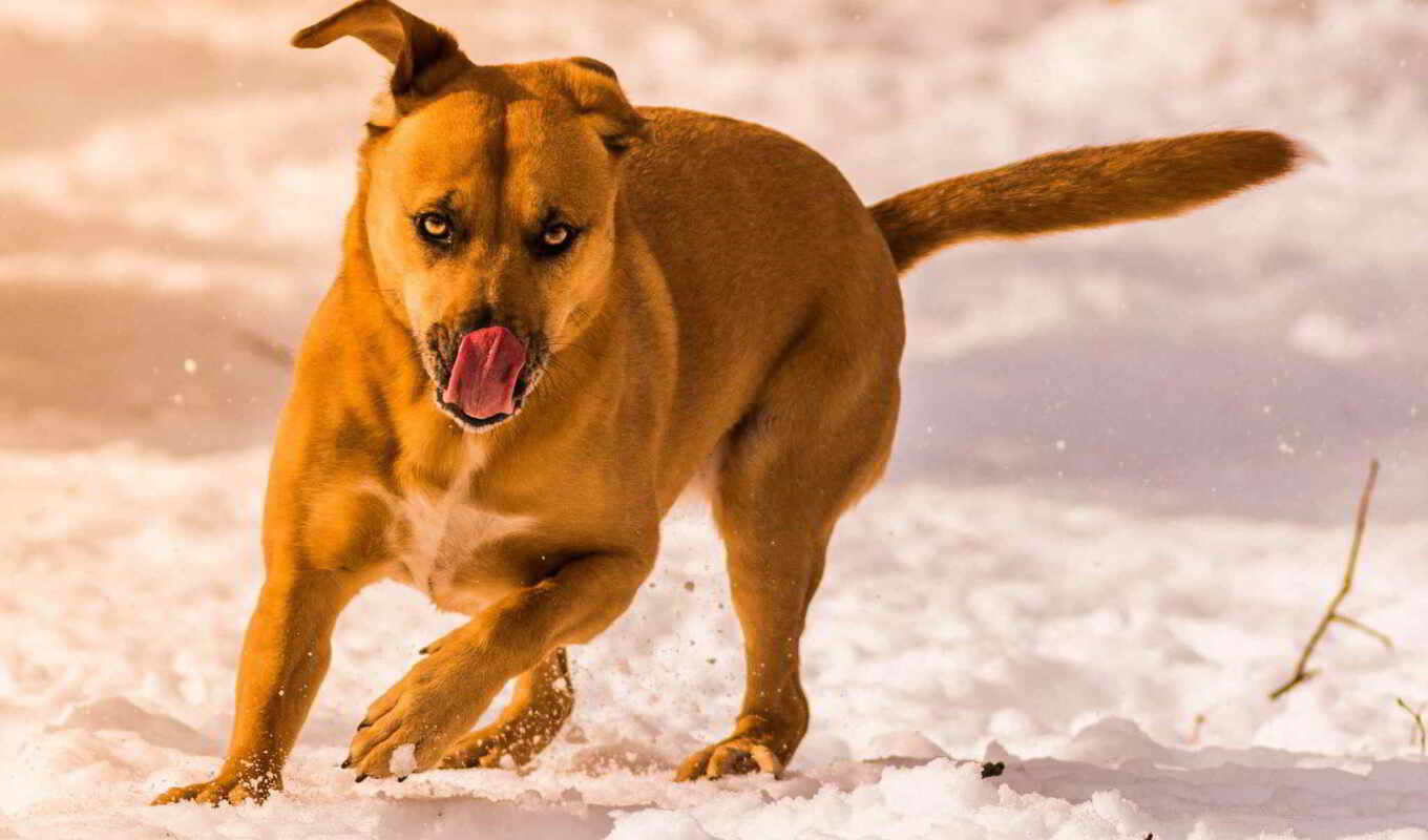 Собака бегущая язык лапы без смс
