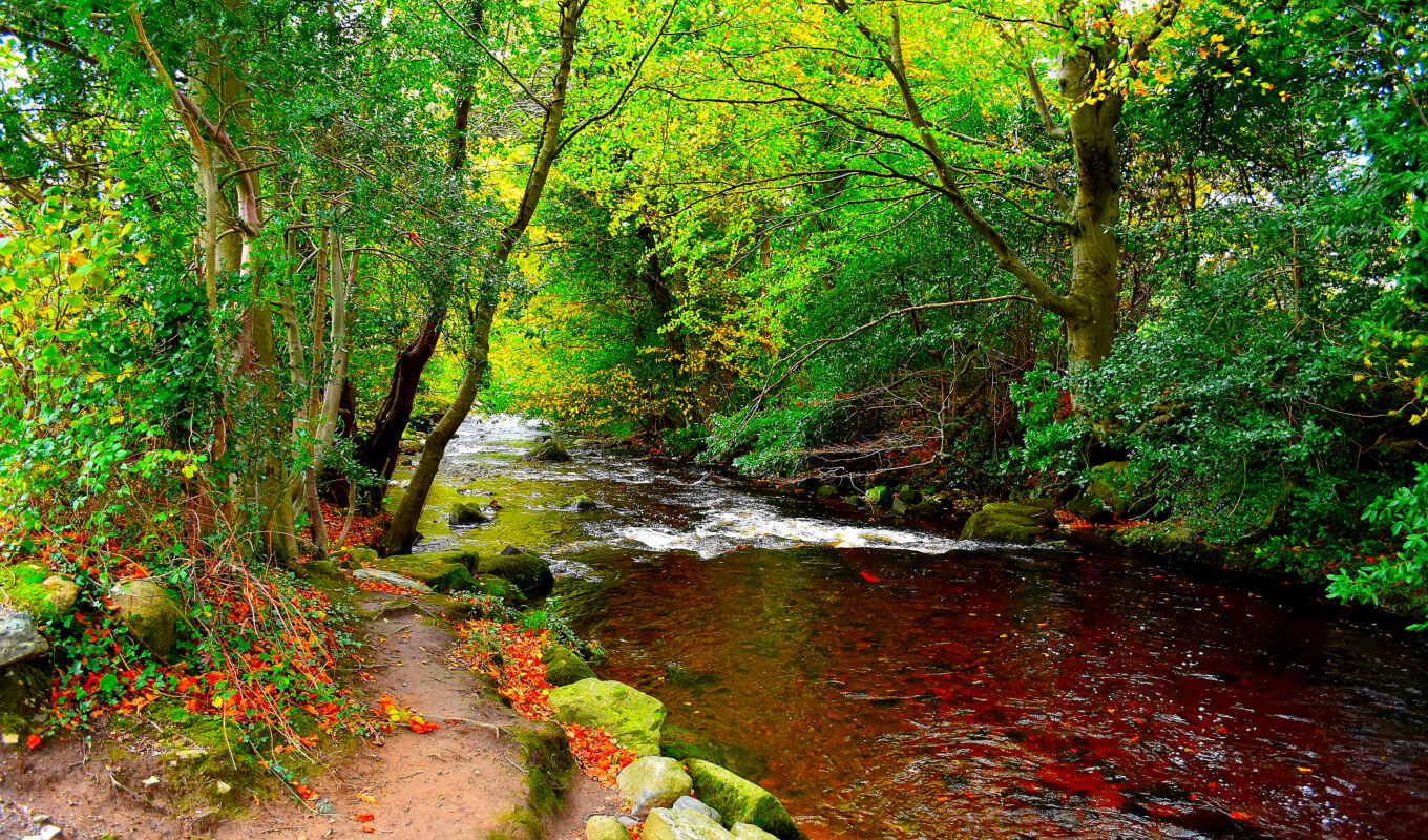 forest, autumn, river, fabulous, the woods
