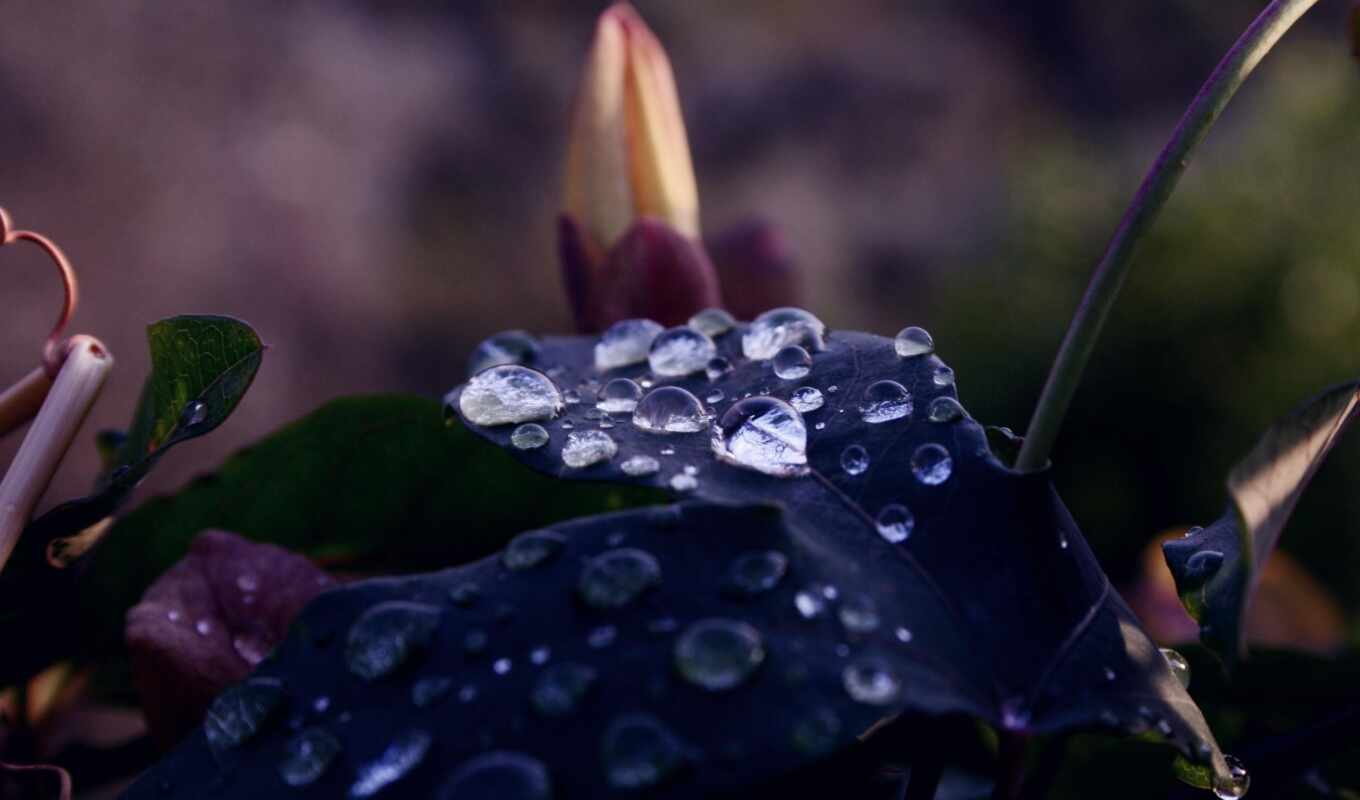 flowers, drop, a laptop, dark, wet, leaf