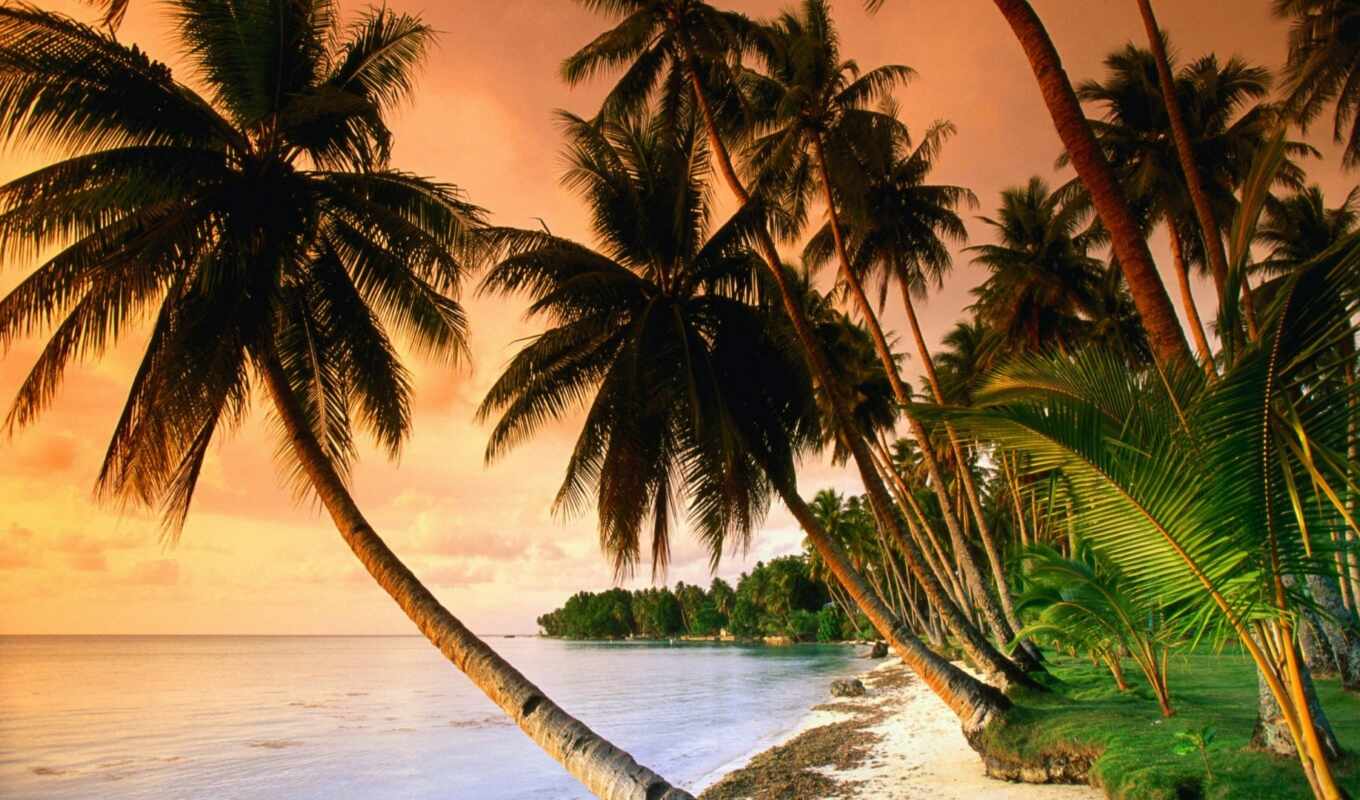 nature, ocean, palm
