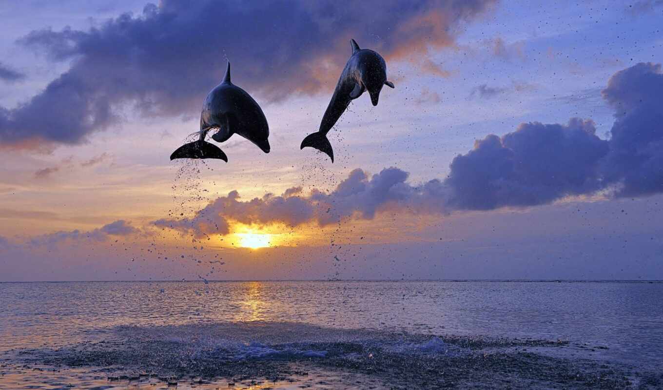 прыжок, два, дельфина