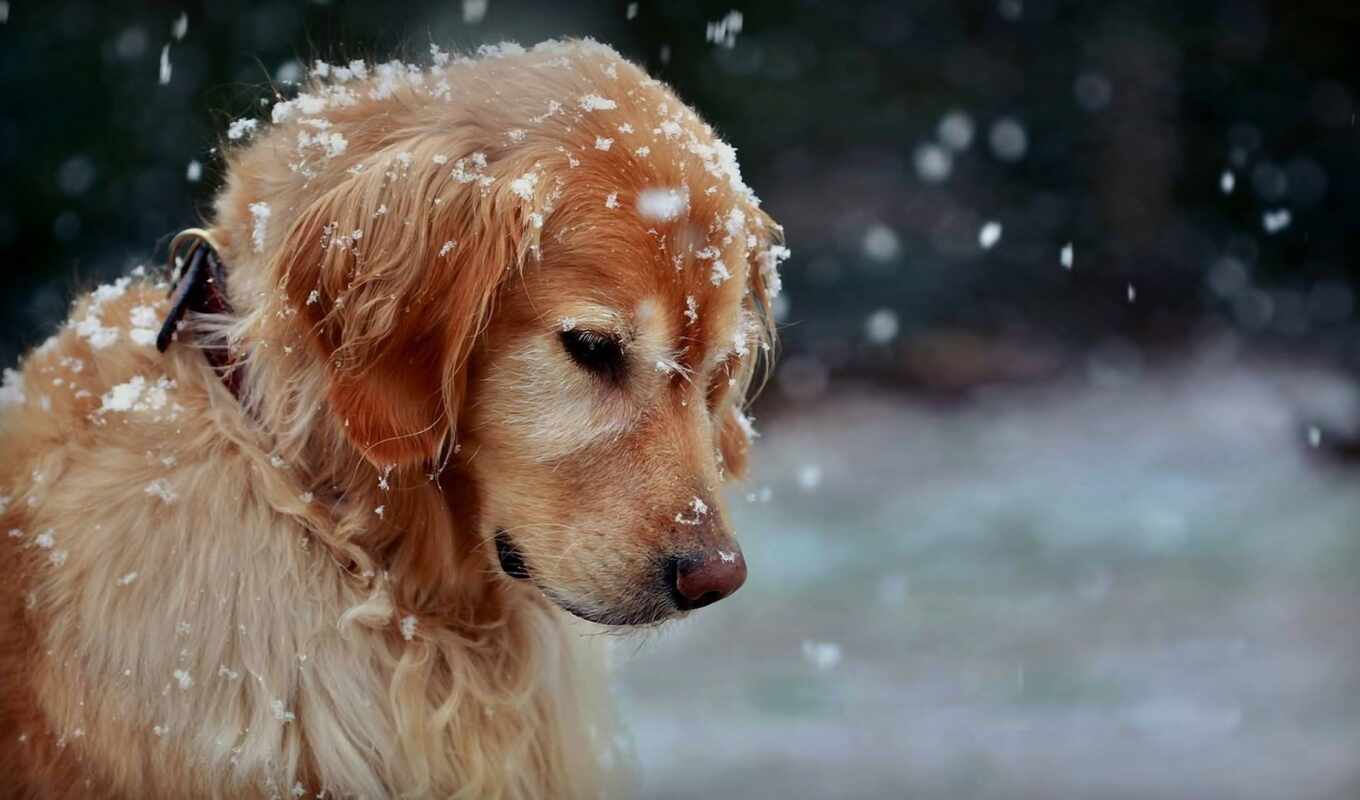 снег, winter, собака, funart