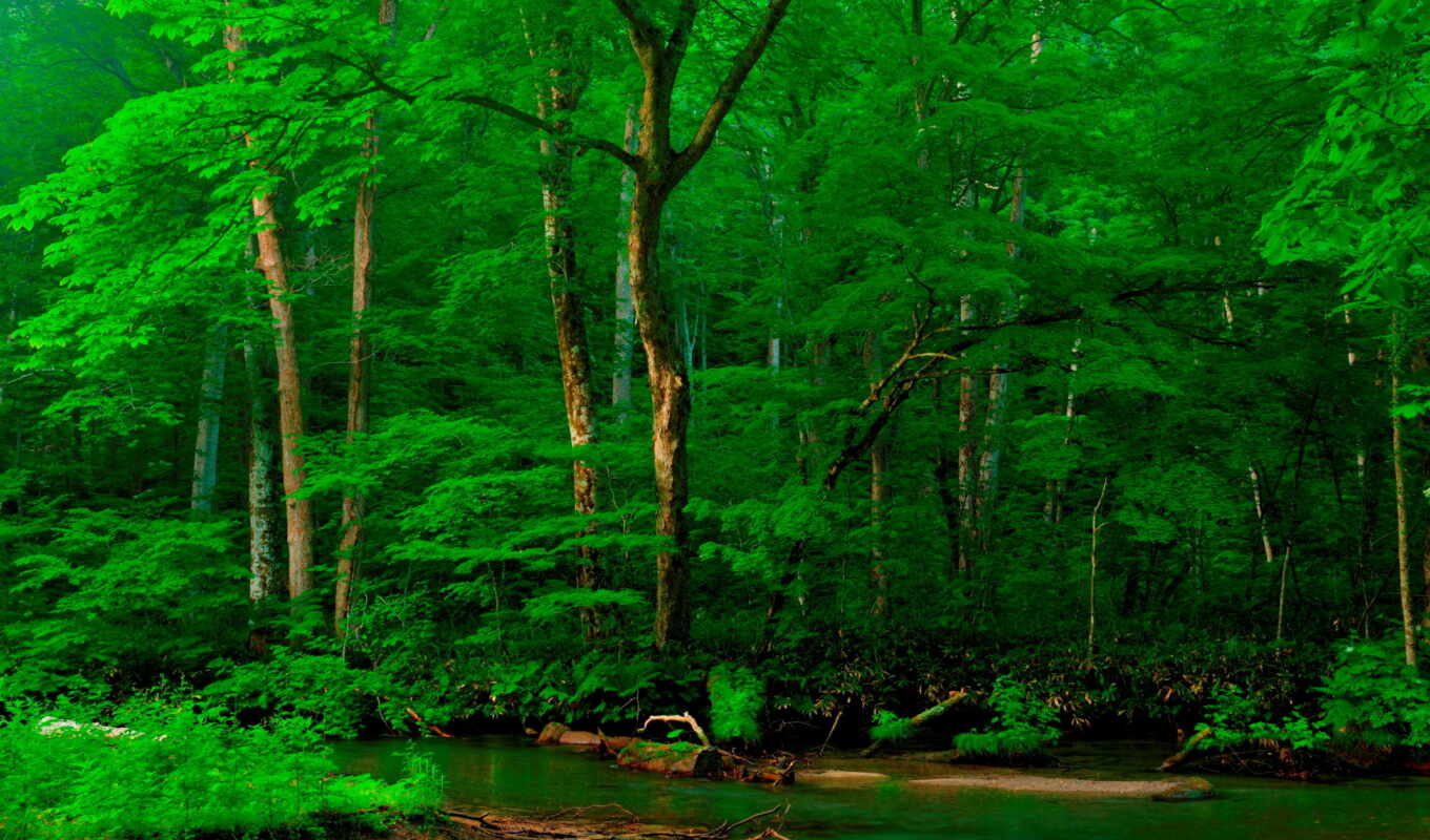 природа, зелёный, лес, funart
