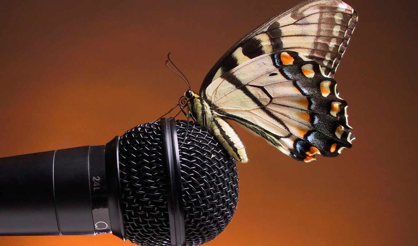 микрофон, бабочка