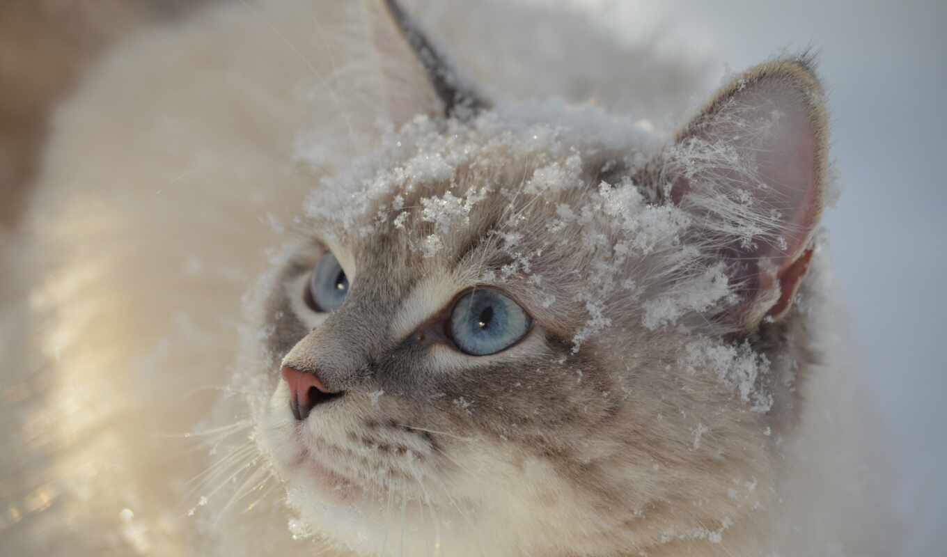глаз, снег, кот, cute, animal, пушистый
