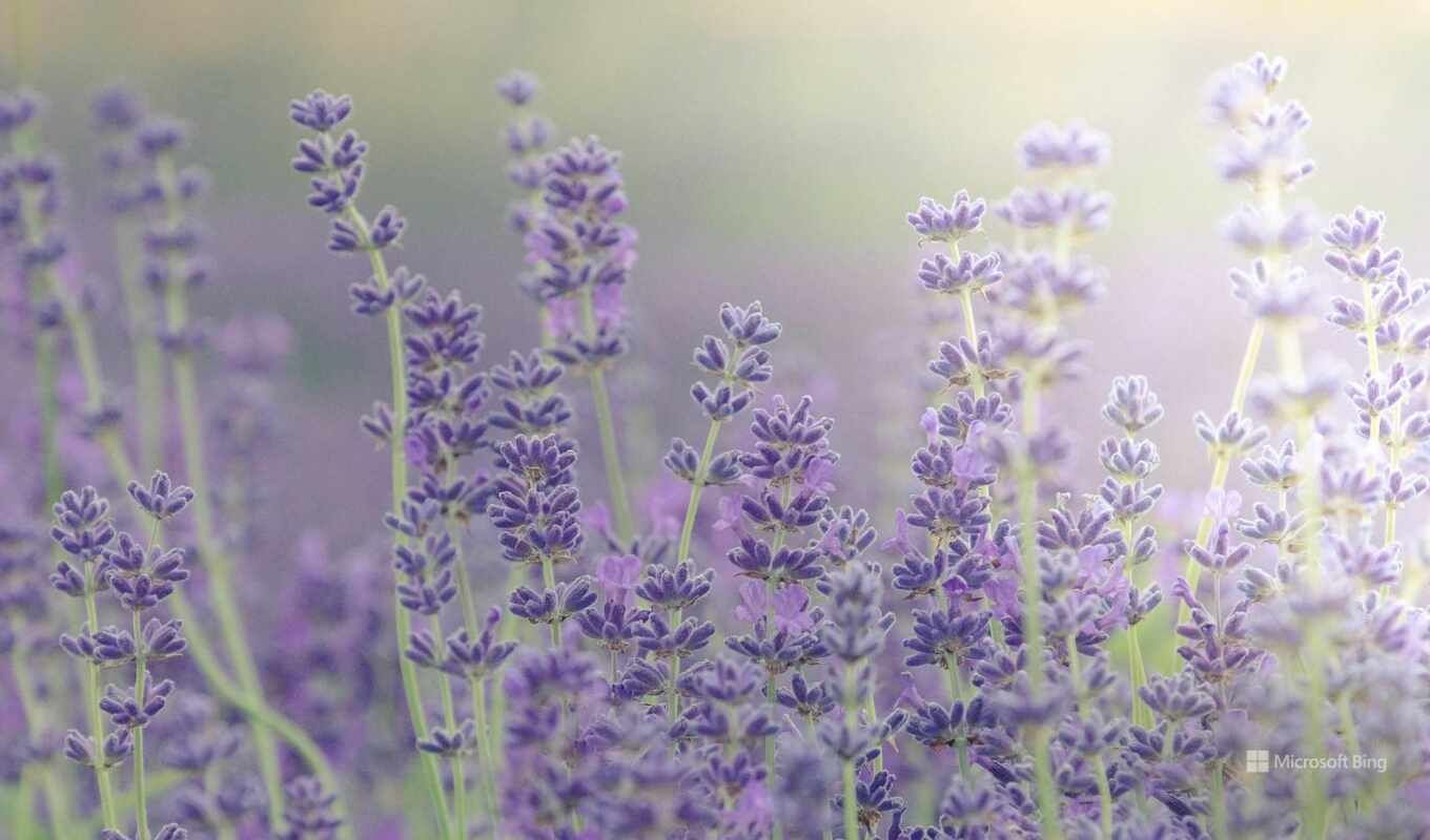 растение, lavender, лавендель