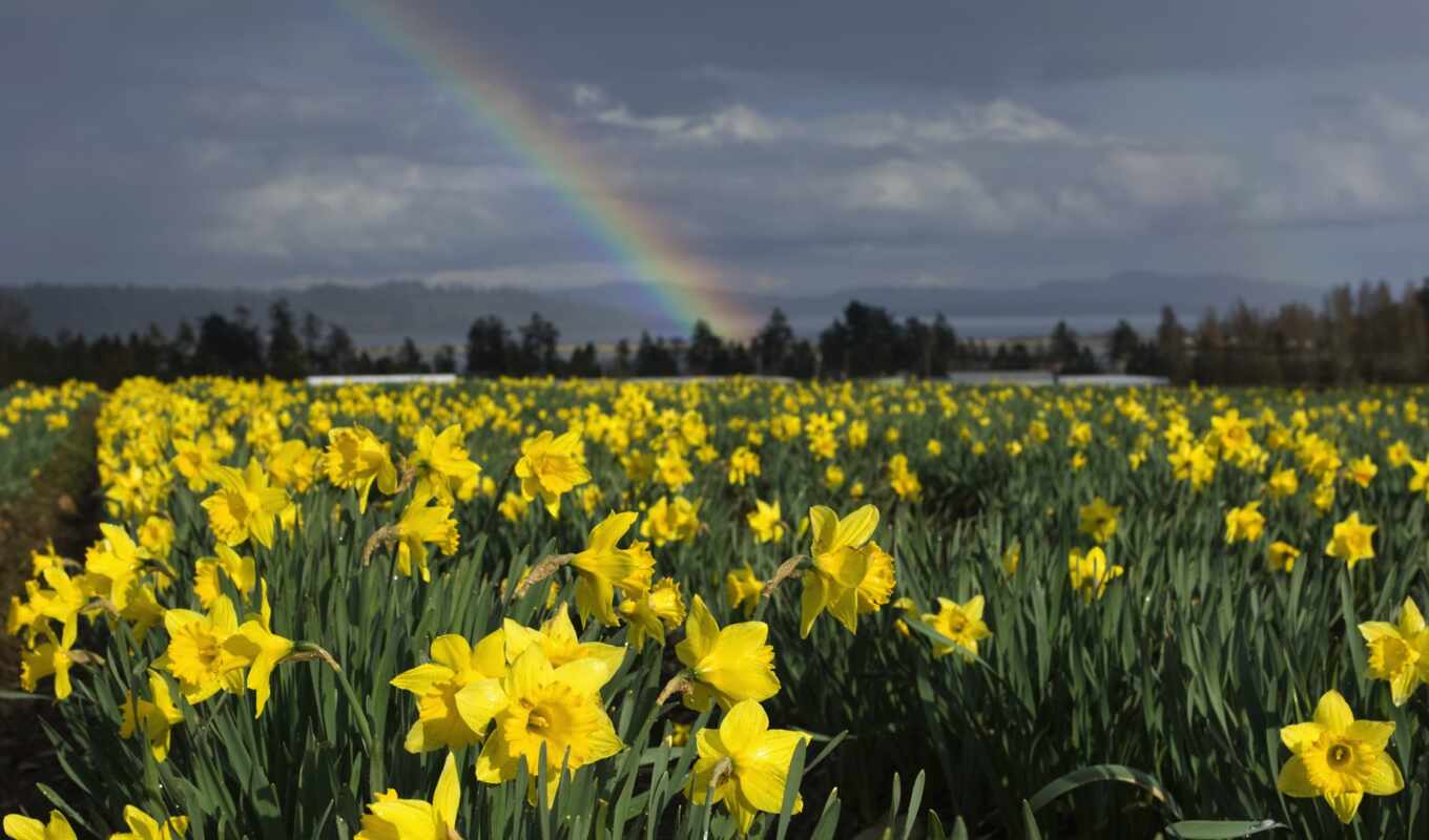 sky, flowers, rainbow, field, Netherlands, spring, daffodil