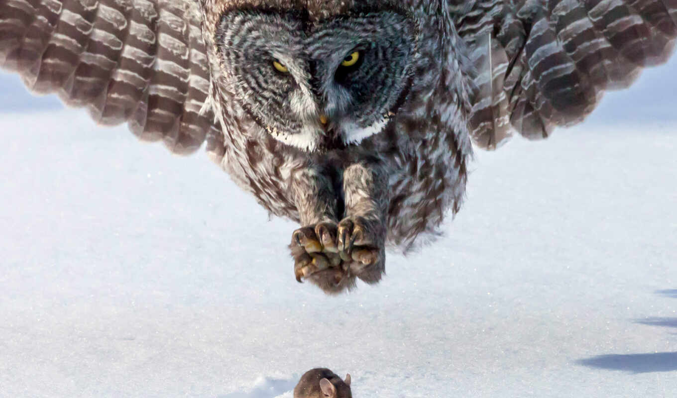 snow, owl, national, mouse, geographic