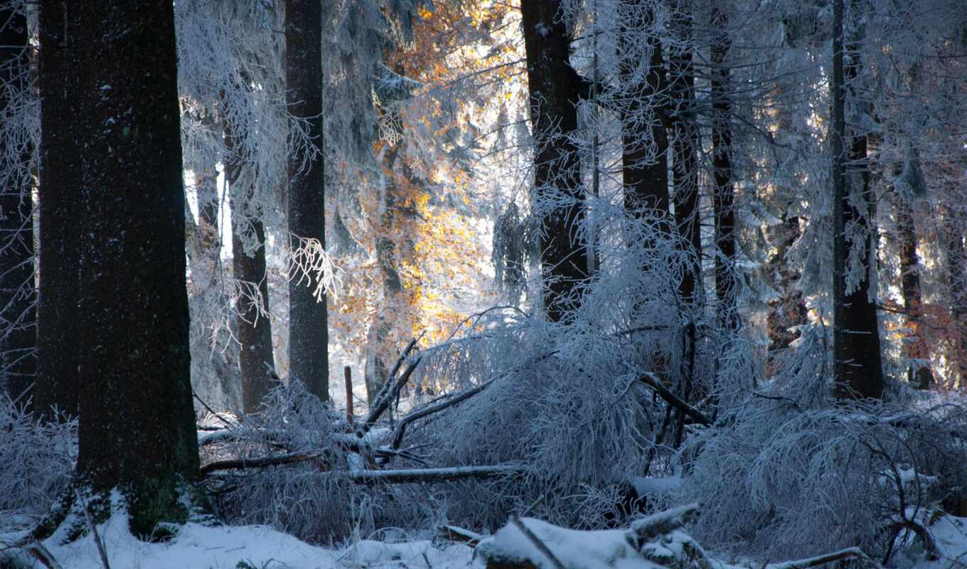 frost, snow, winter, forest, stock, trees, deviantart, meditation, kuschelirmel
