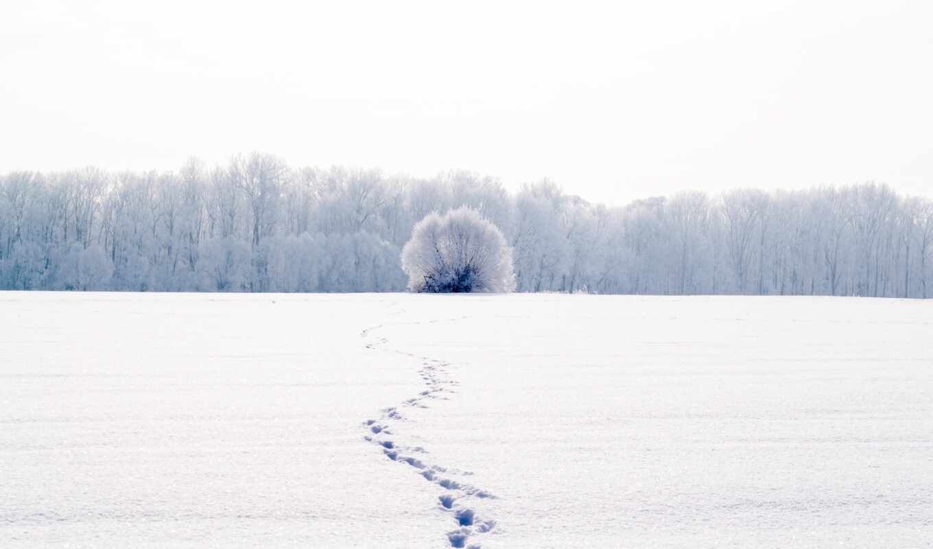 снег, winter, лес, поле, снегу, следы
