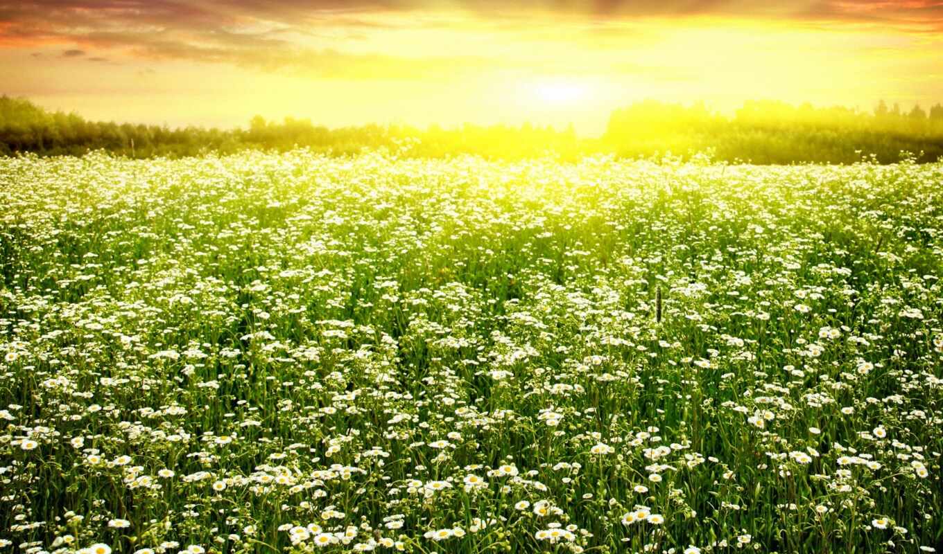 nature, field, spring, chamomile, photo wallpapers