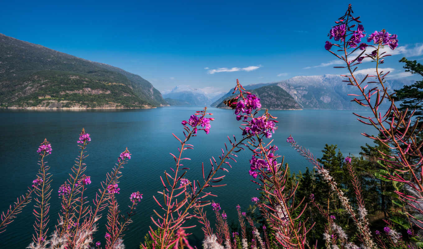 природа, небо, взгляд, компьютер, фон, гора, норвегия, fjord, loch, wildflower, hardangerfjord