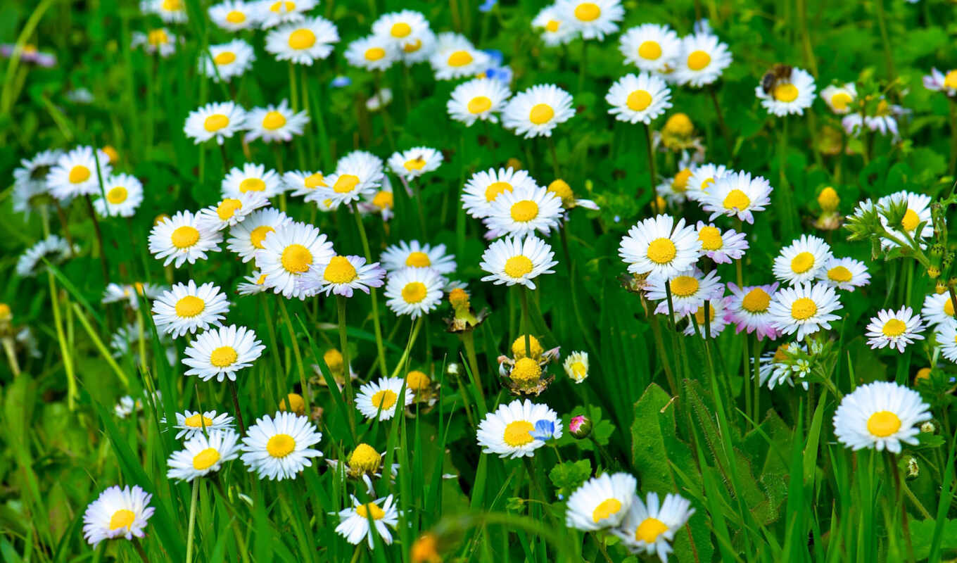 flowers, white, green, grass, daisy, leaf