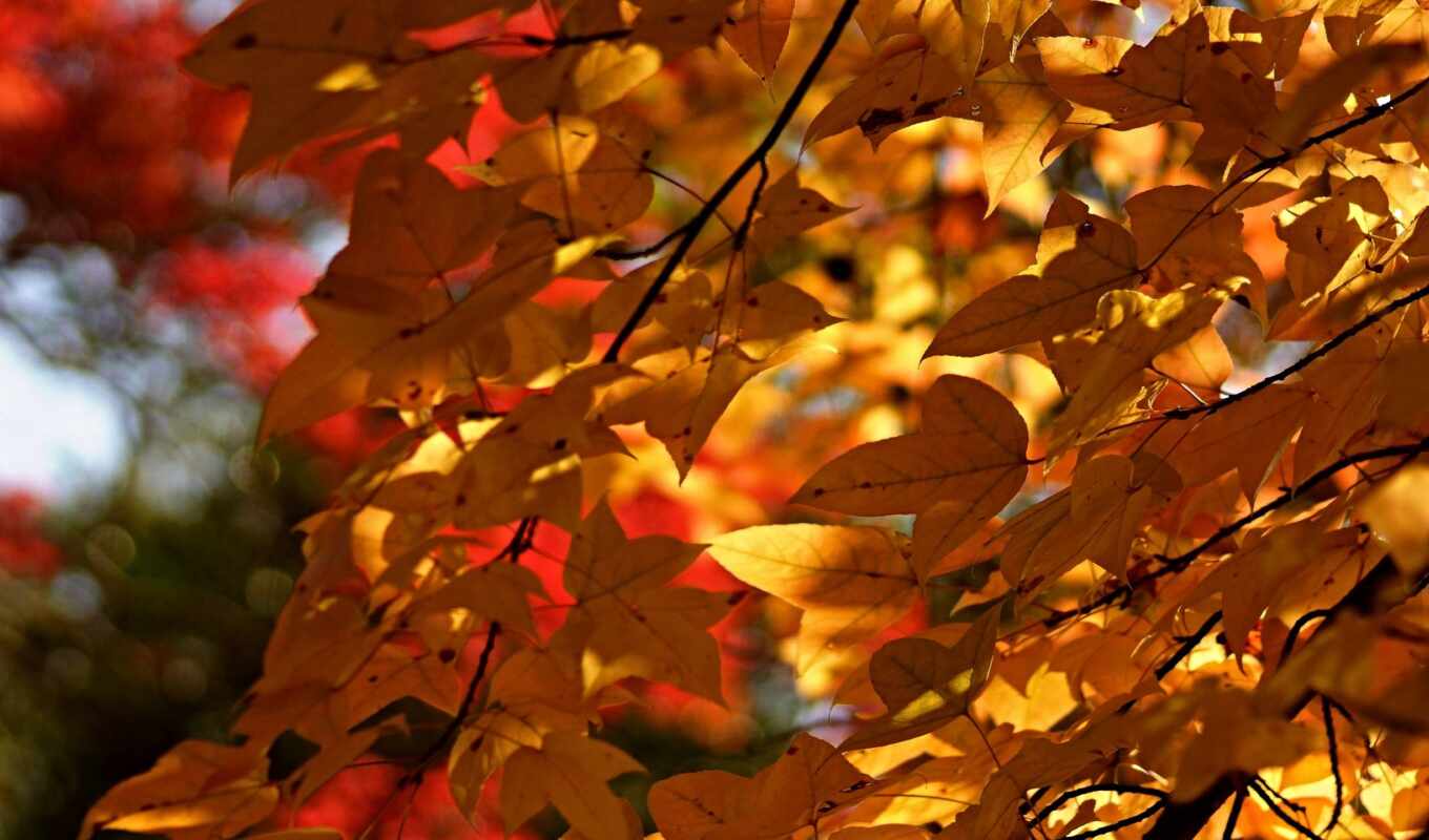 дерево, осень, листва, branch, season, leaf, rare