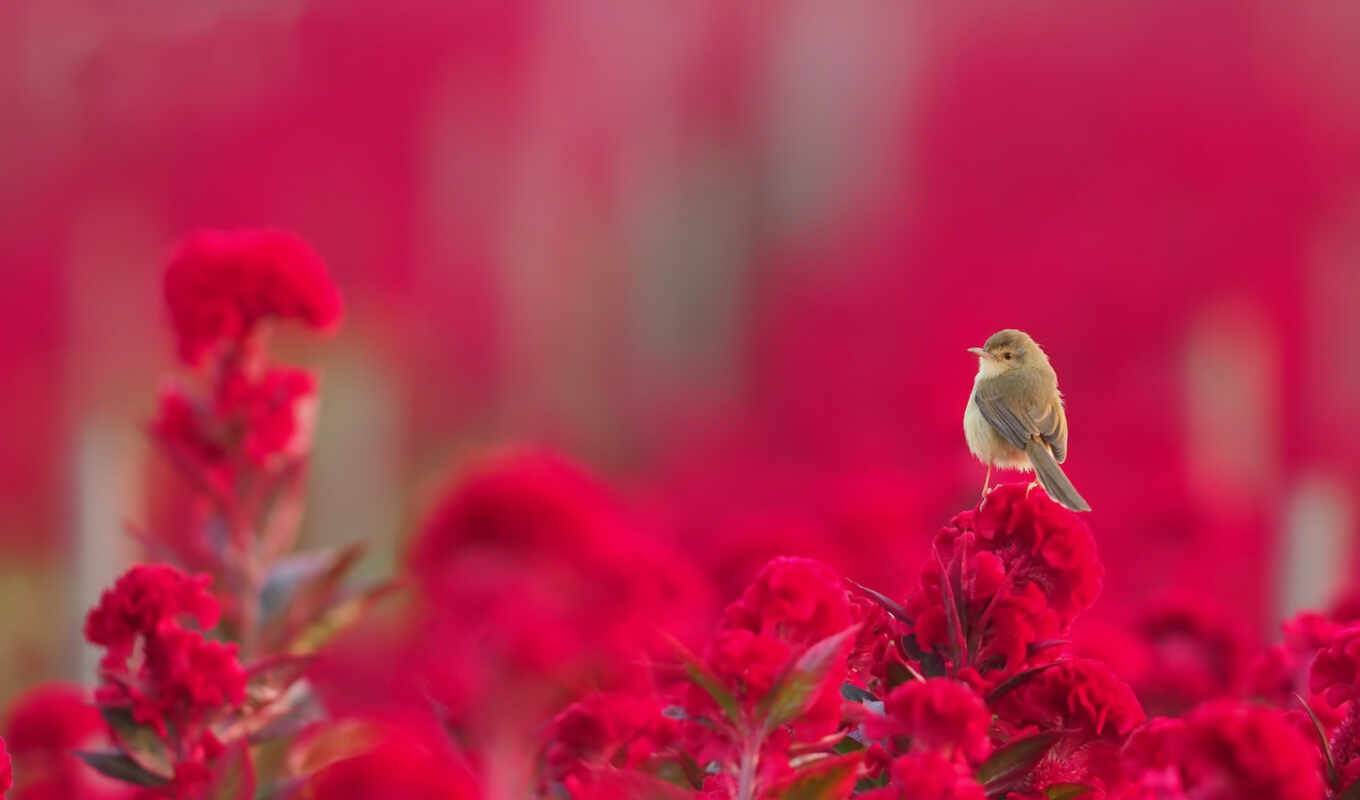 цветы, red, птица