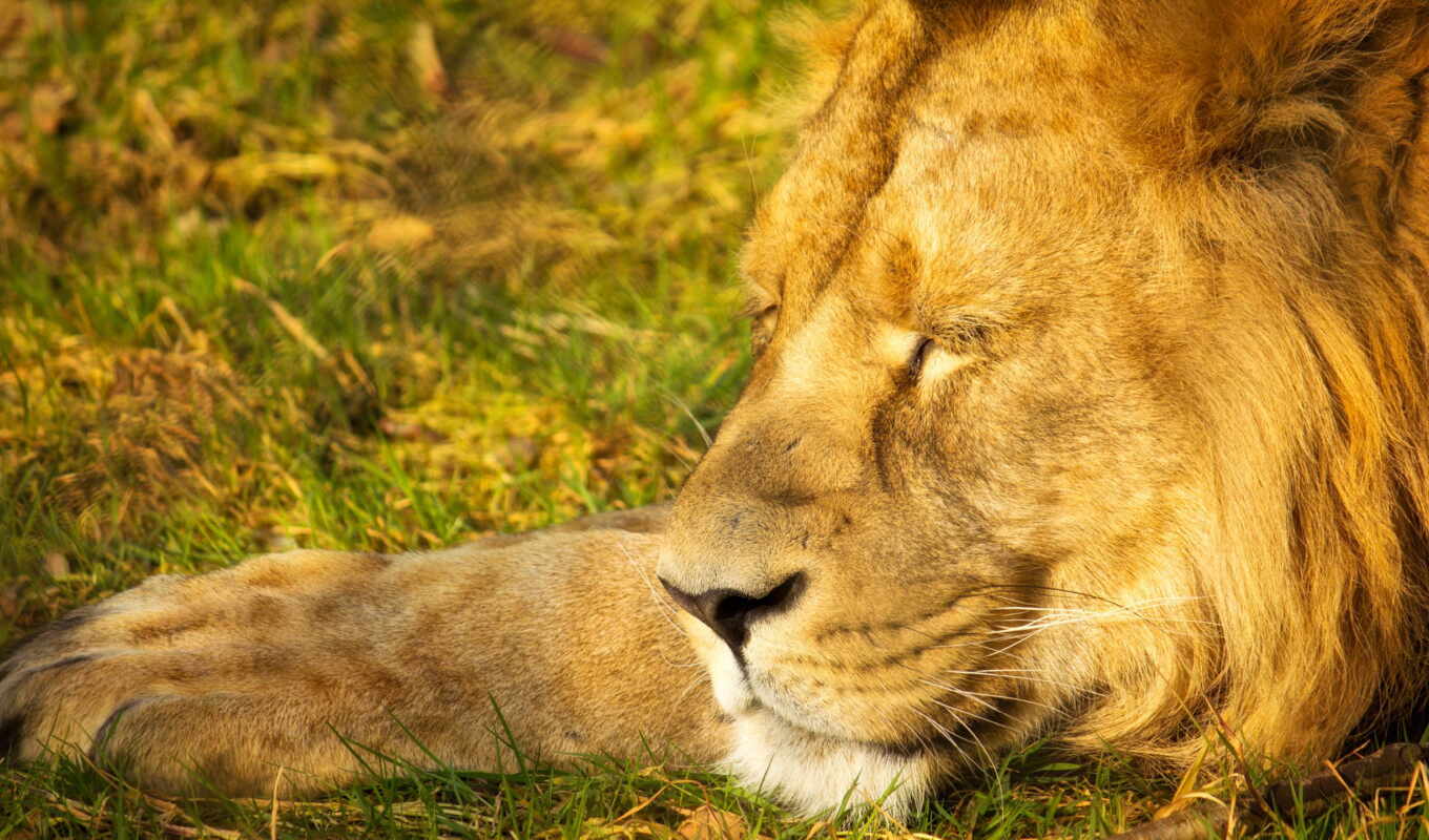 lion, спать, king