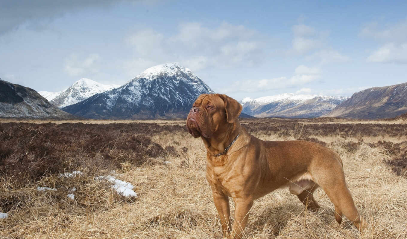 nature, dogs, french, mastiff, mountains, bordeaux