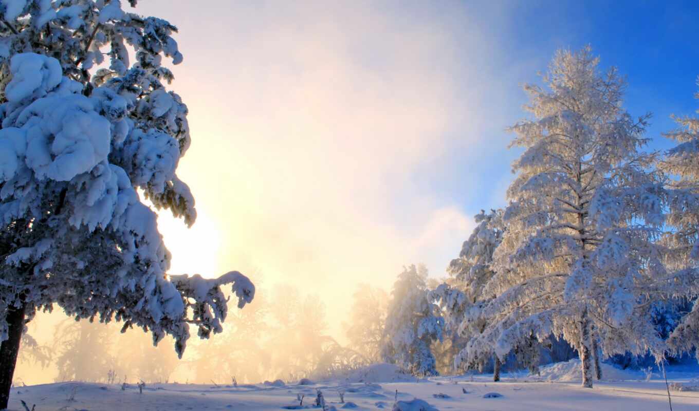 nature, picture, sun, snow, winter, trees, fog, bushes