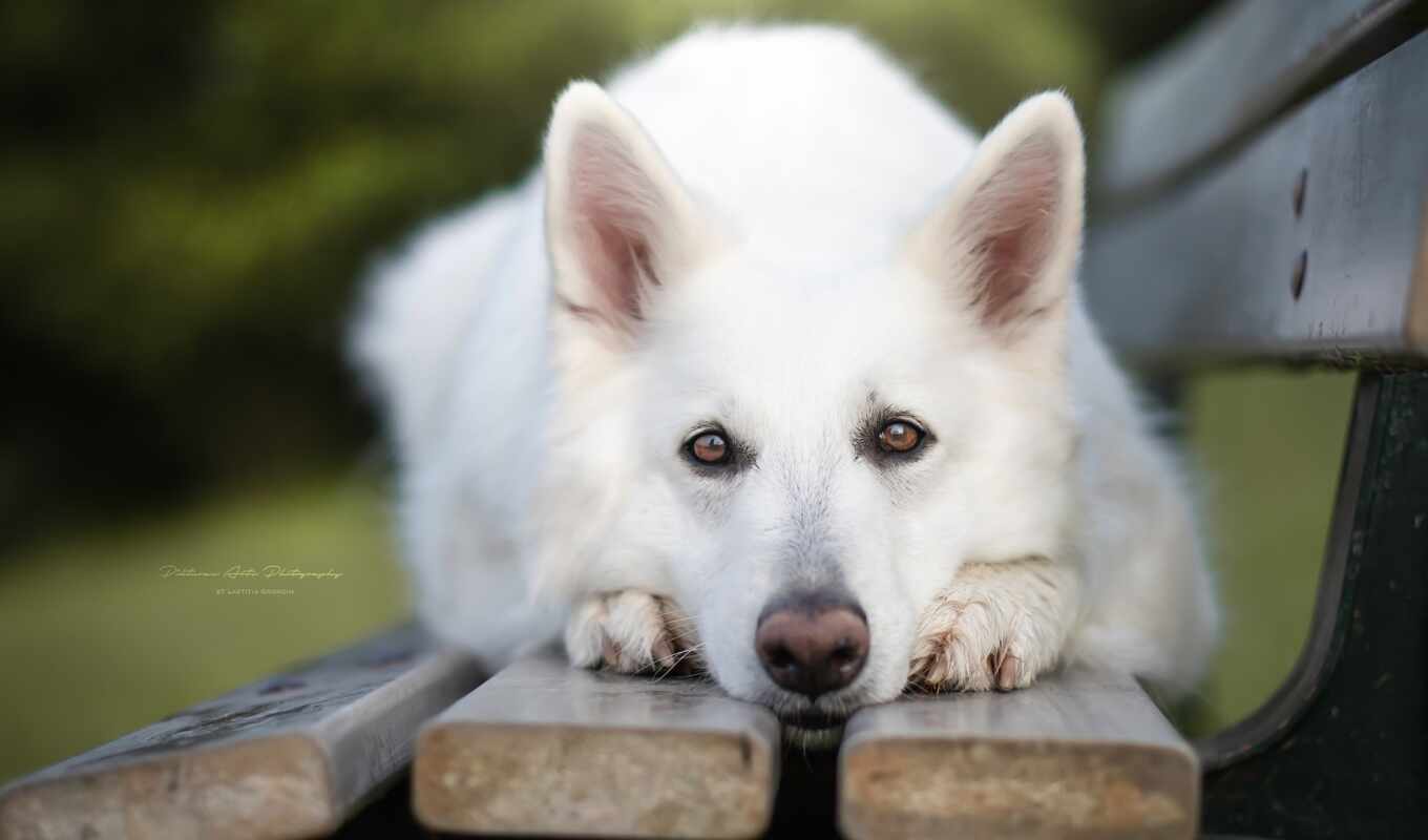 собака, красивый, white, telegram, sur, berger, suisse, photostrelll, permission, фон