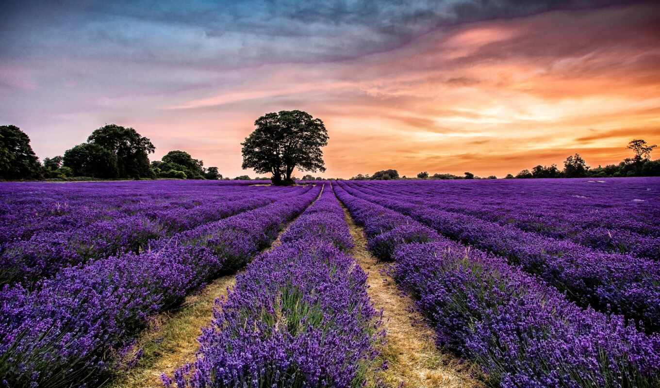 nature, flowers, screen, fond, hot, lavender