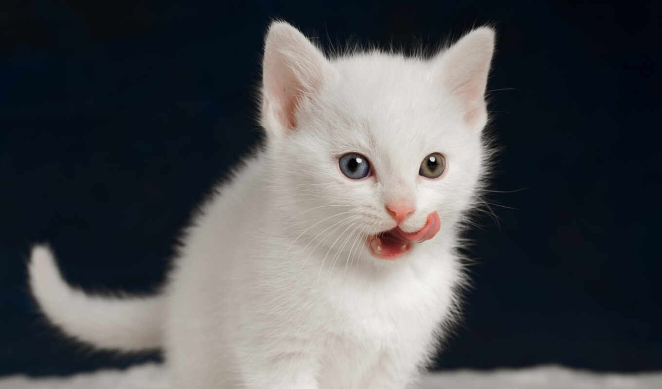 white, котенок, тюлень