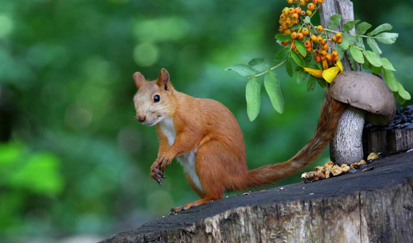 red, tree, squirrels