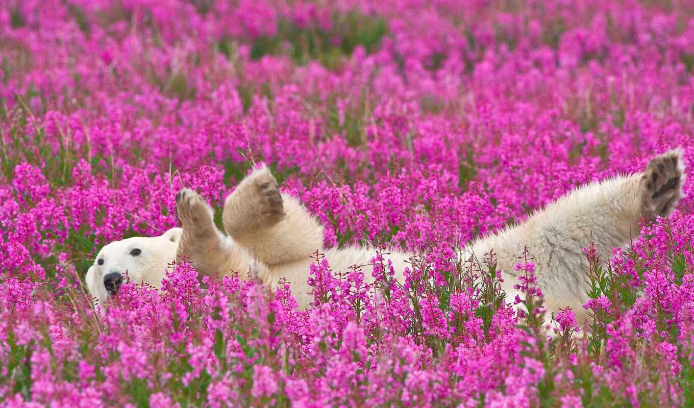 цветы, white, медведь