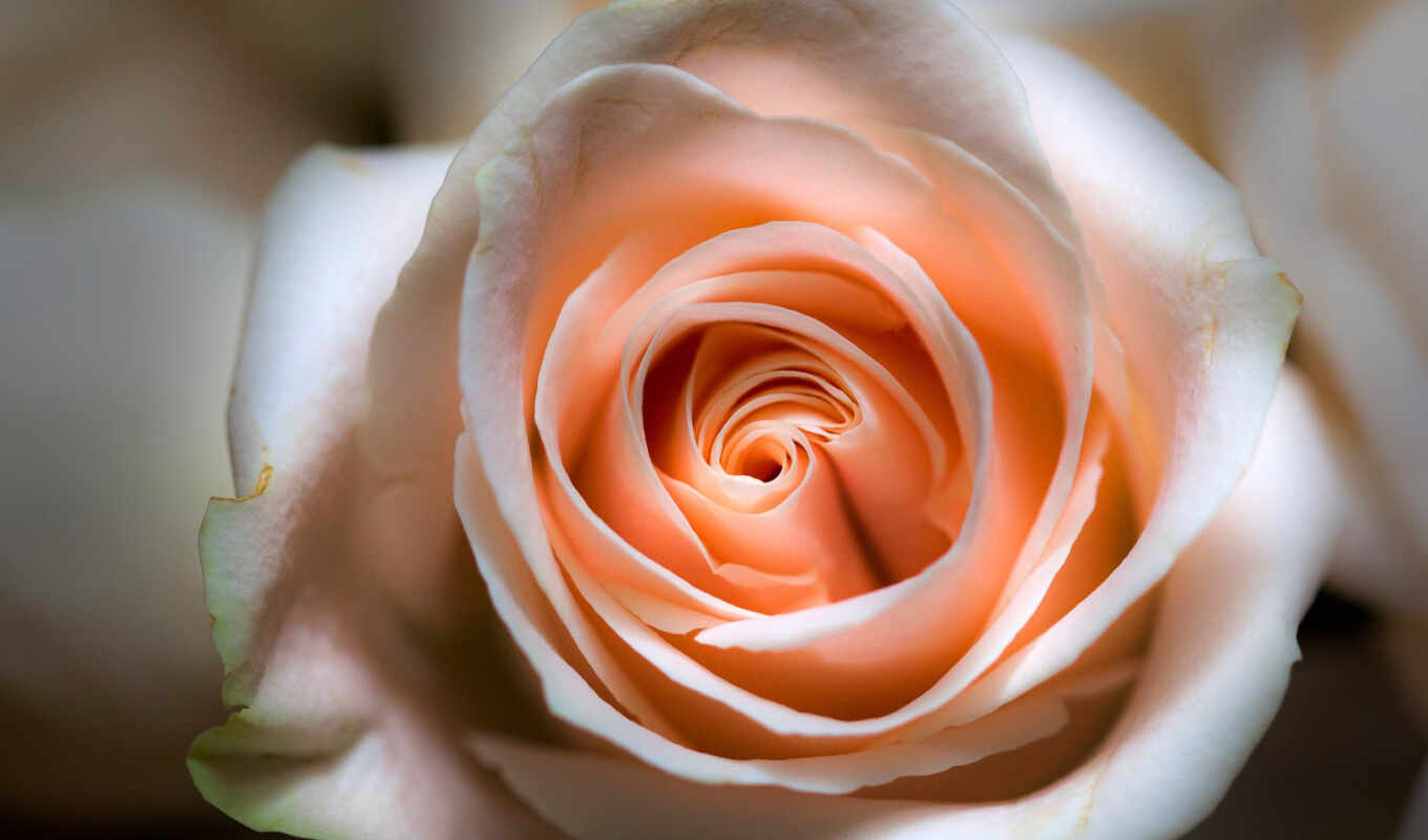 rose, picture, to find, thous