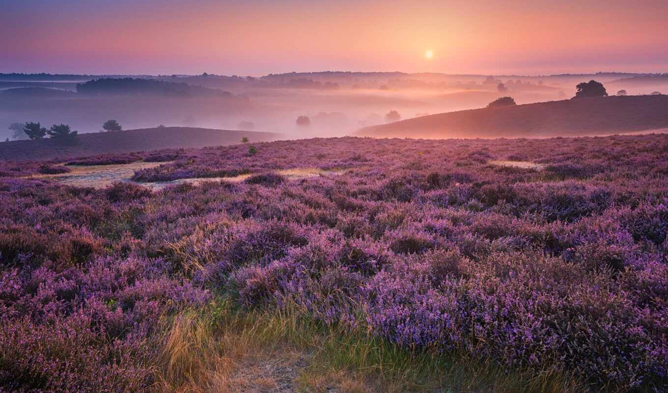 purple, landscape, Netherlands, august, dream