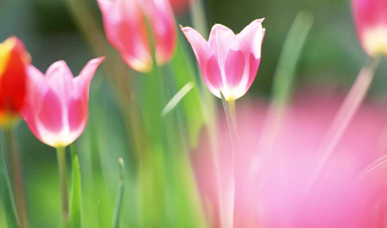 tulips, nature, cvety, vesna, blurring