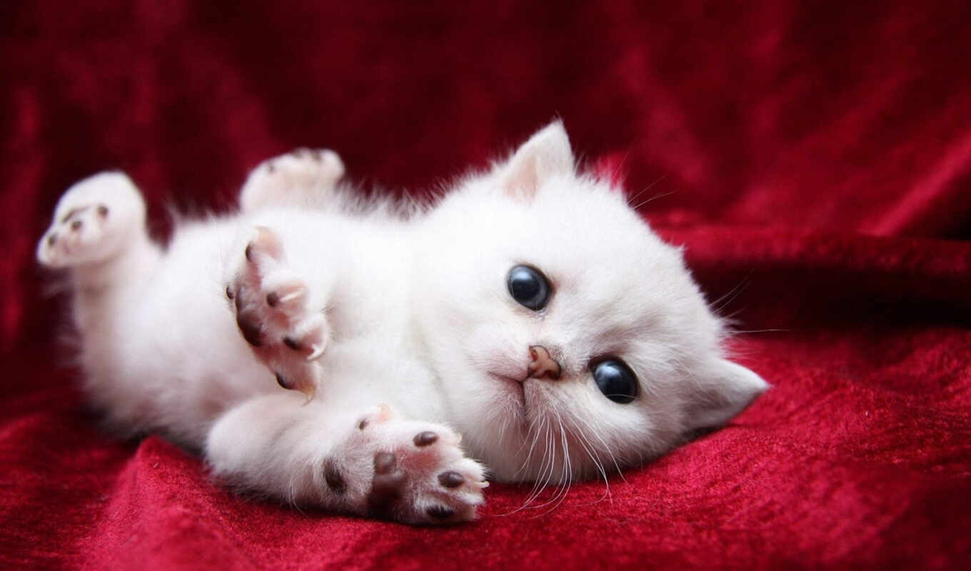 white, light, cat, cat, kitty, kiss, zhivotnye, retracting, paws