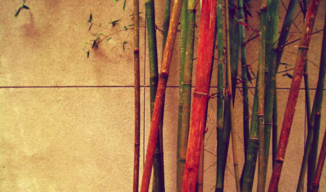 wall, large format, tree, different, bright, bamboo, color, rope