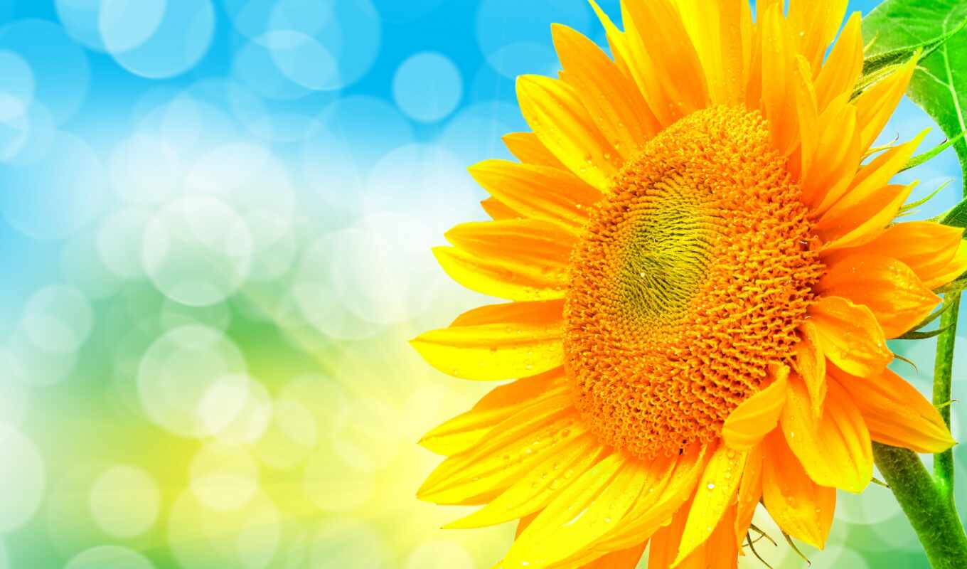 the most, beautiful, sunflower, screensavers, daily, cvety, petals, lovejusta