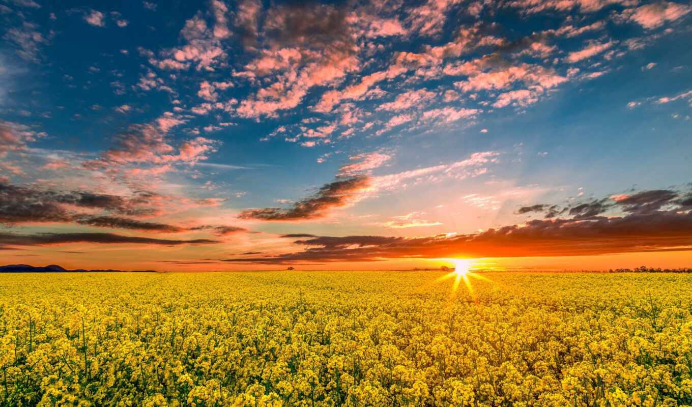 nature, sky, with, sun, tree, sunset, field, spring, trees, cloud, rapeseed