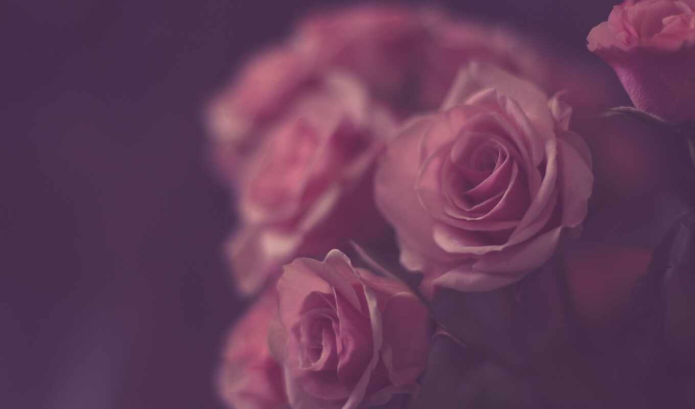 background, for, roses, pink, pink, image