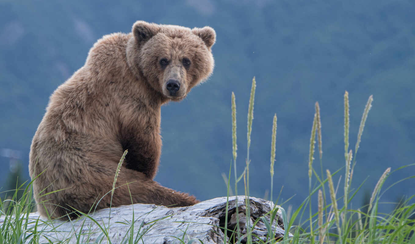 photo, bear, sit, alamygrizzly