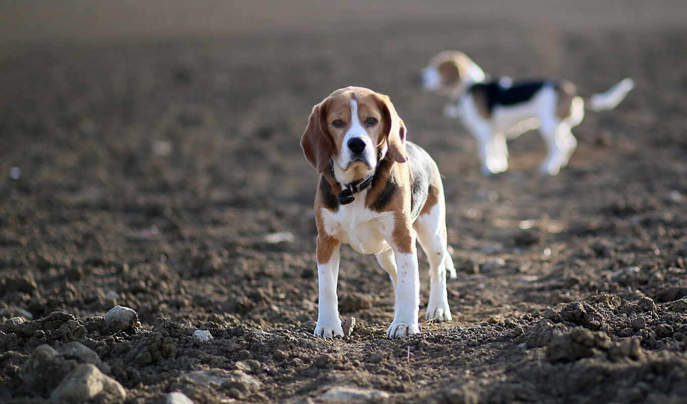 field, puppy, dogs, beagle, different, zoom, are standing, zhivotnye, bigli, hunting