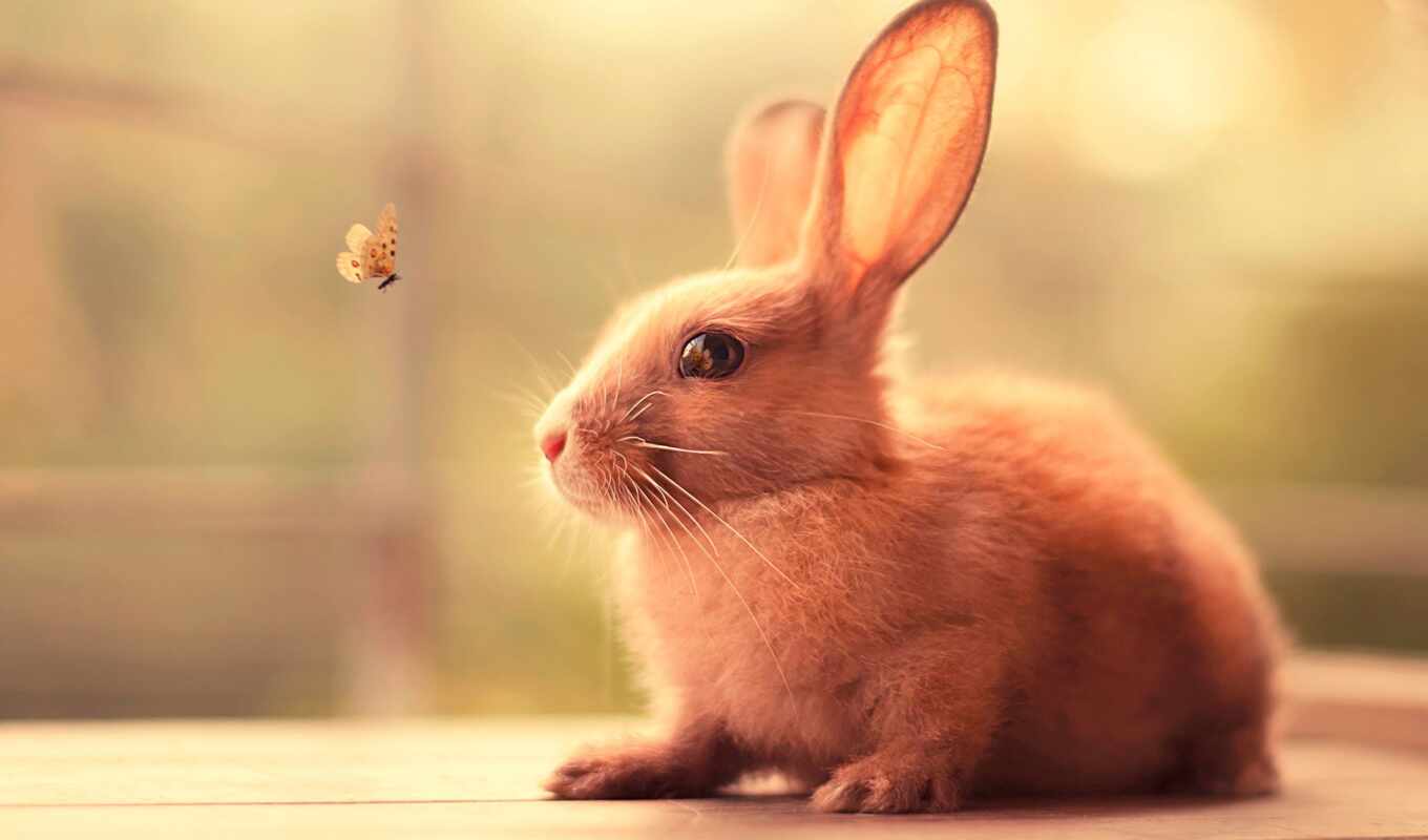 cute, кролик, bunny, funart, novocom