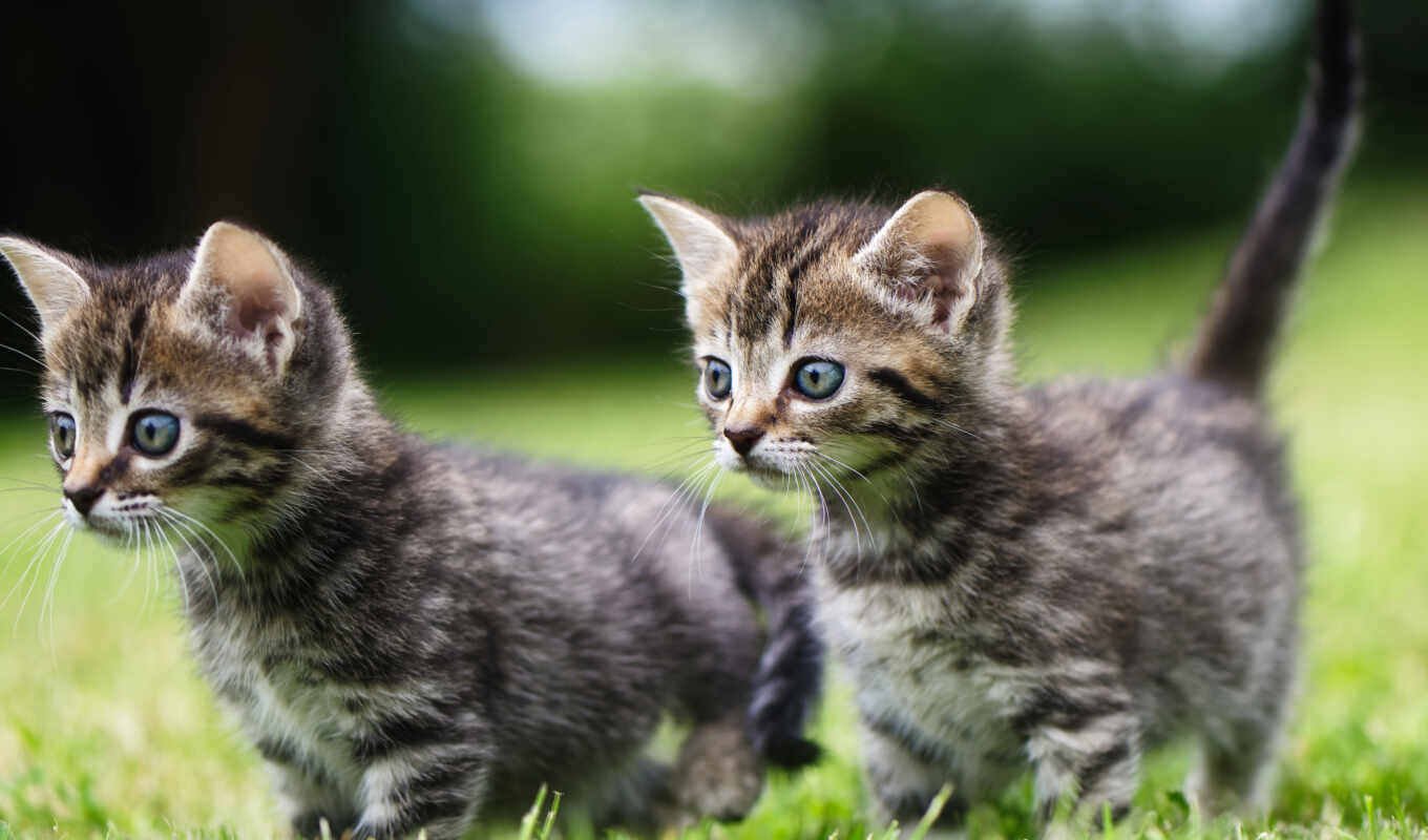 grass, cat, gallery, to find, little, kitty, two, thous, rare