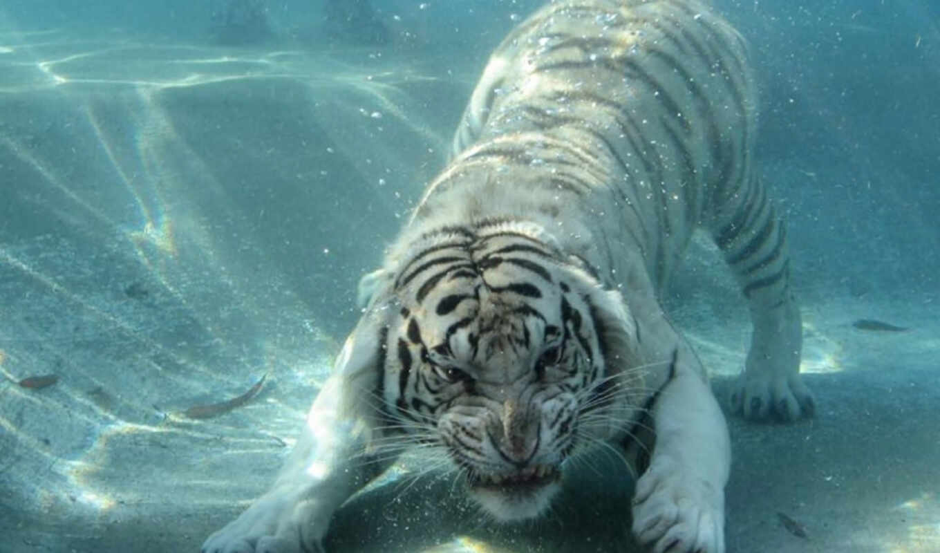 white, tiger